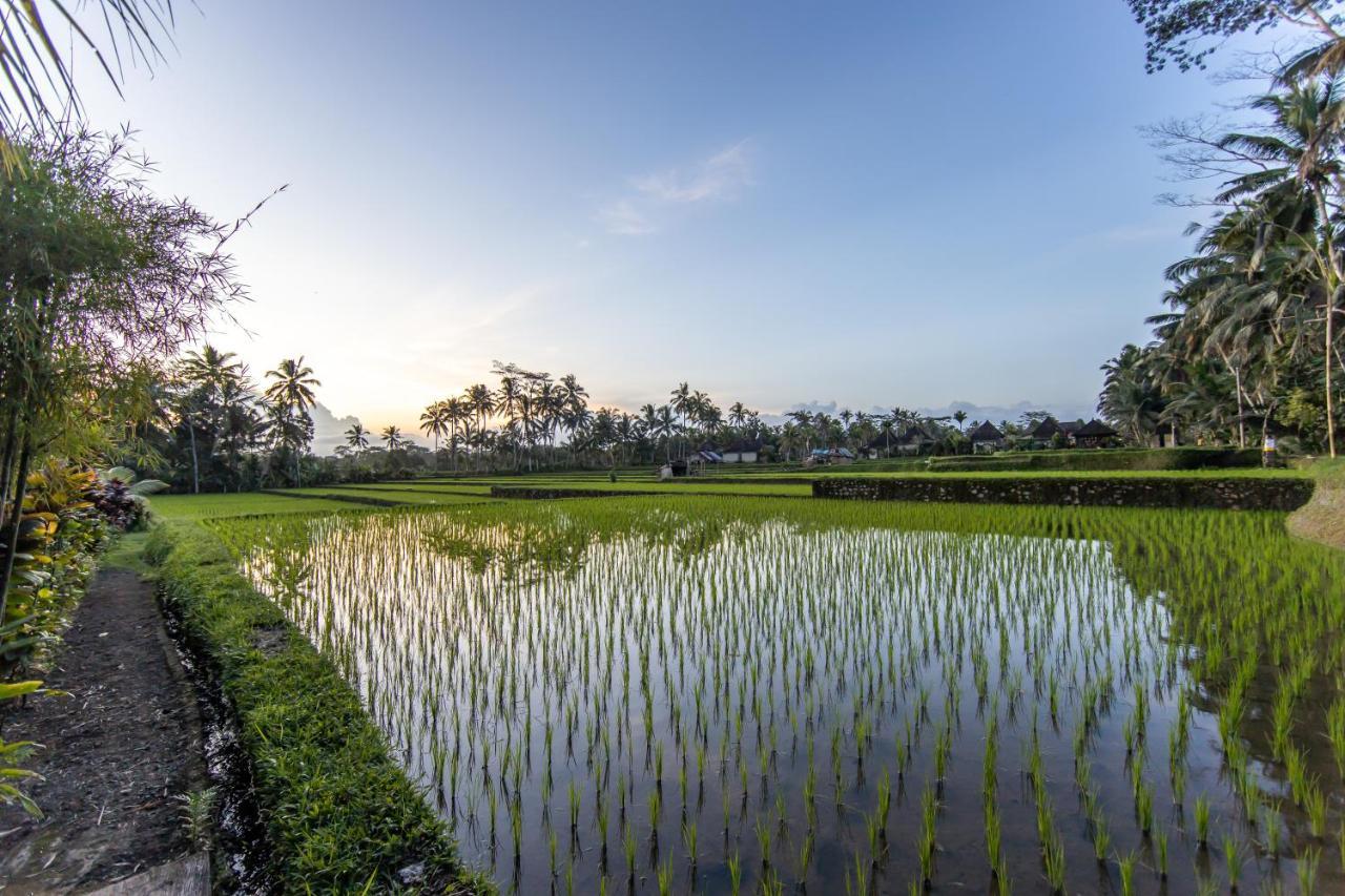 Villa Natha Ubud Eksteriør bilde