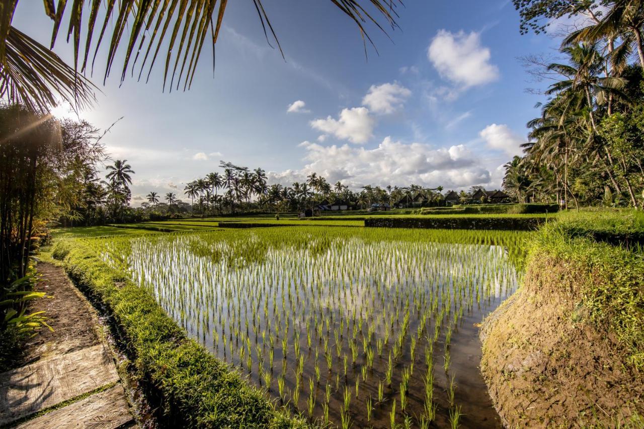 Villa Natha Ubud Eksteriør bilde
